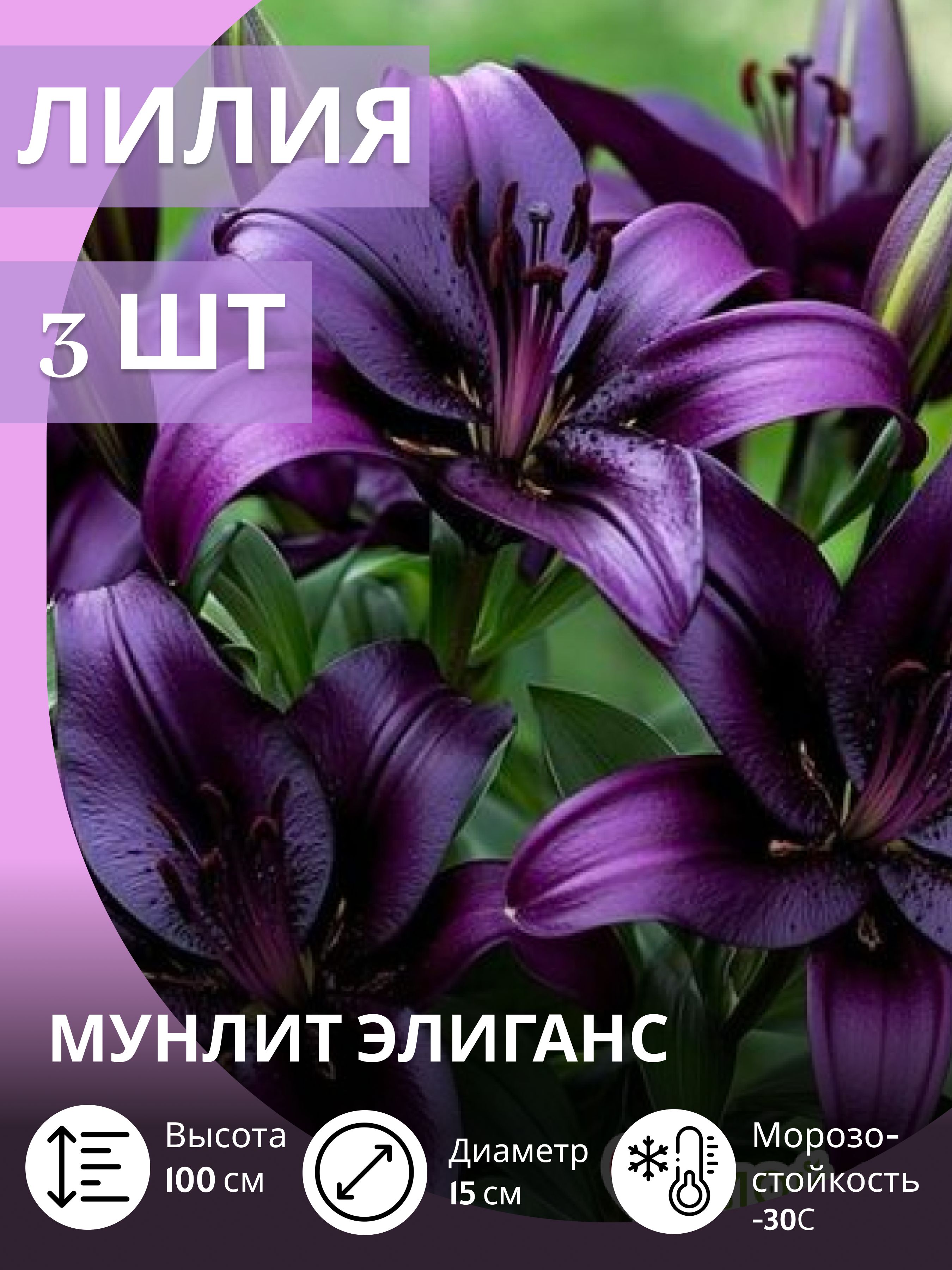 Лилия,луковичныемноголетниецветыдлясадаидачи