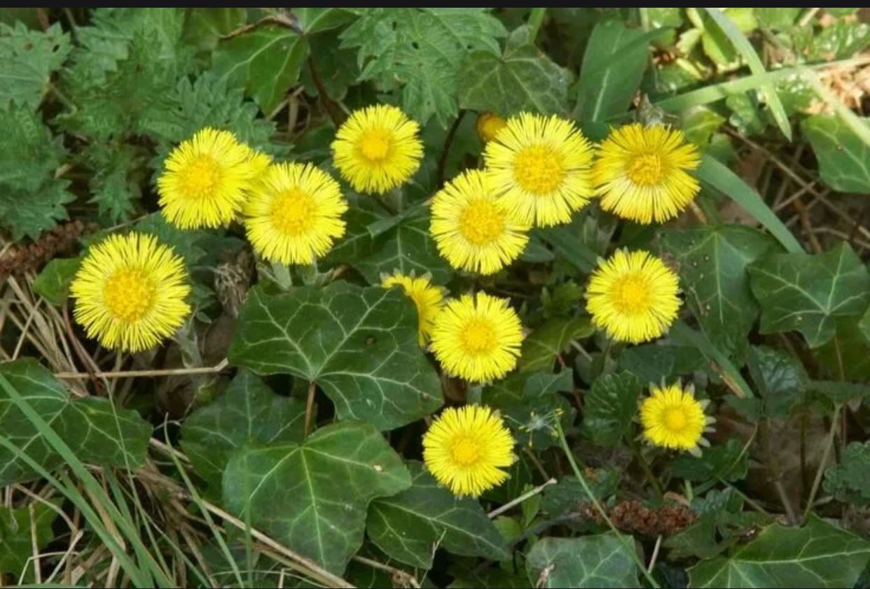 Фотография растения алоэ вера