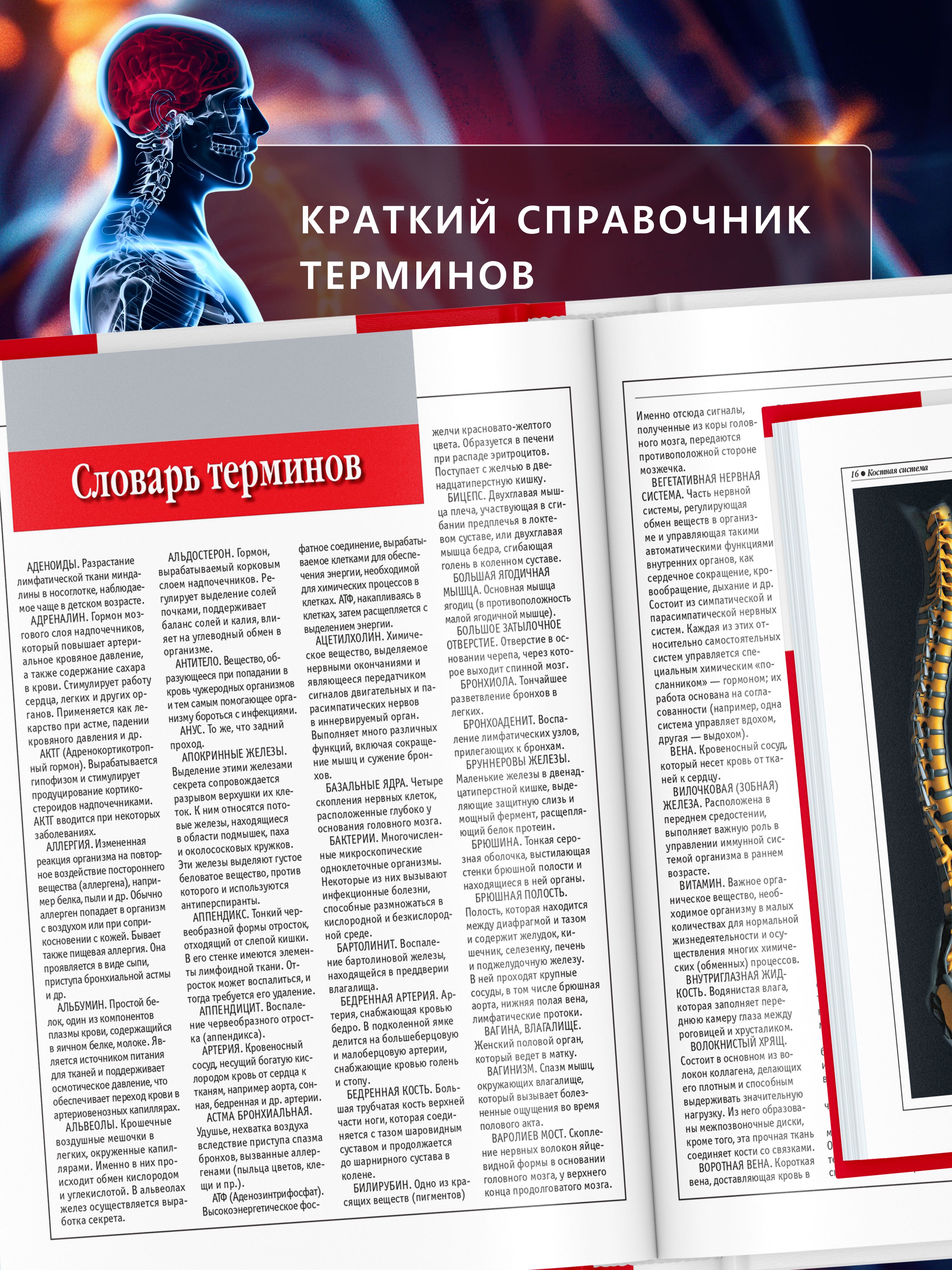 Книга Атлас анатомии человека, основы строения и физиологии | Atlas of Human Anatomy: Fundamentals of Structure and Physiology - Ozon image 7