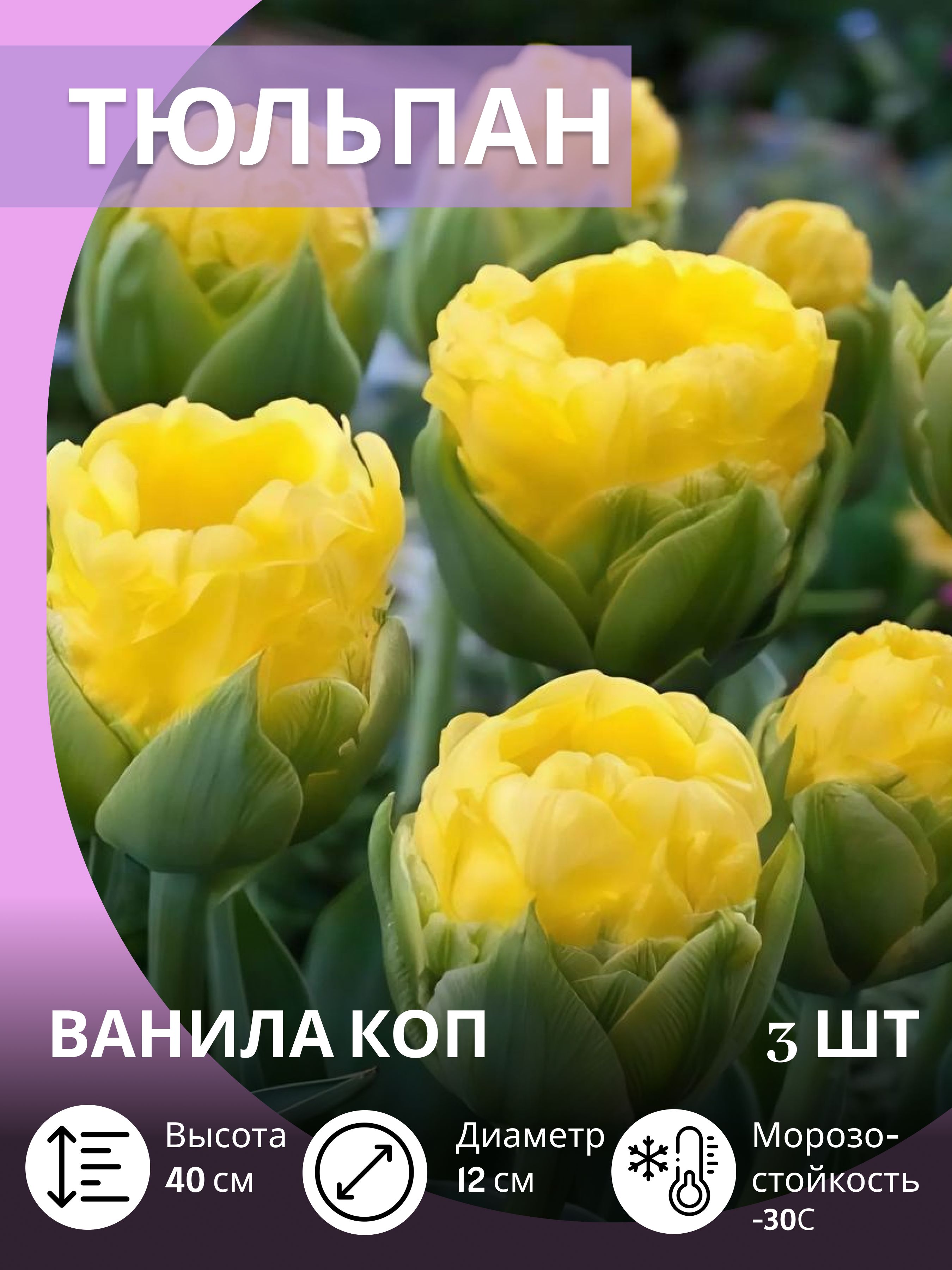 Тюльпанылуковицымноголетниекрупные,3шт