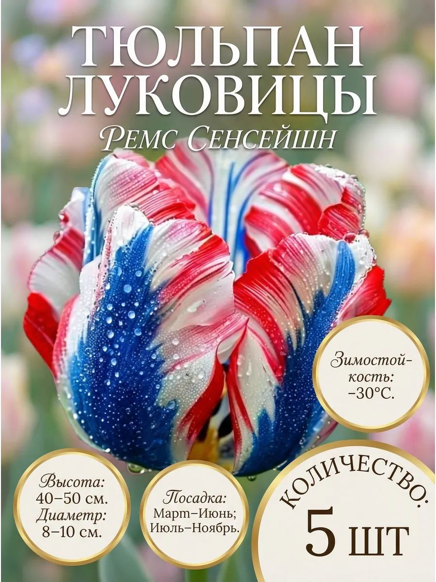 Тюльпанлуковицы5штморозостойкие