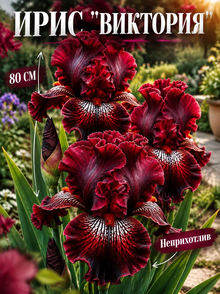 Ирис "Виктория" #1