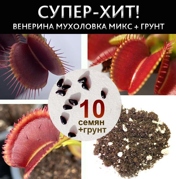 Семена Мухоловки 10 шт + ГРУНТ 0,7л #1