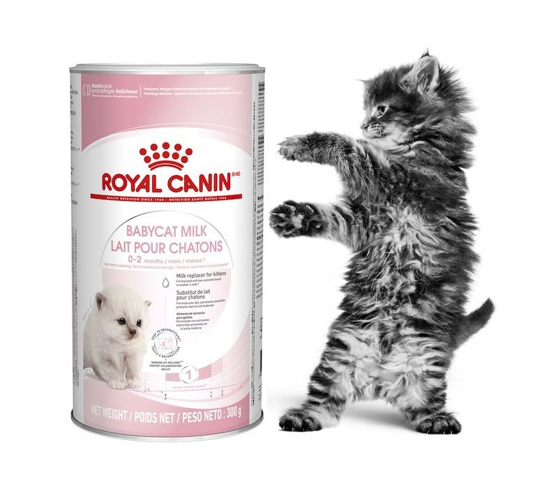 Заменитель молока Royal Canin Babycat Milk для котят, 300 г - купить с ...