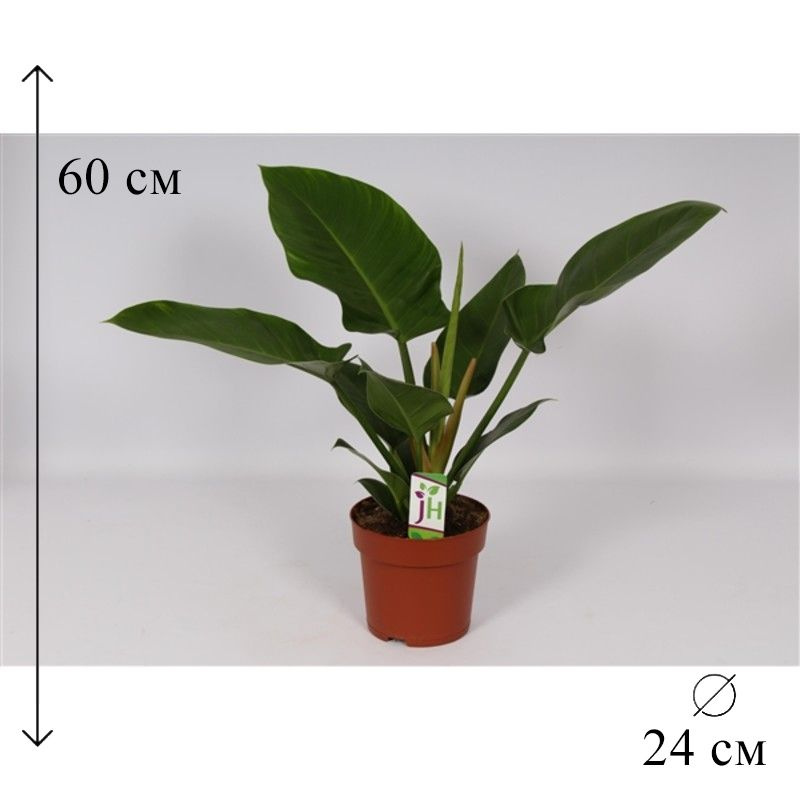 Филодендрон Империал Грин 24/60 #1