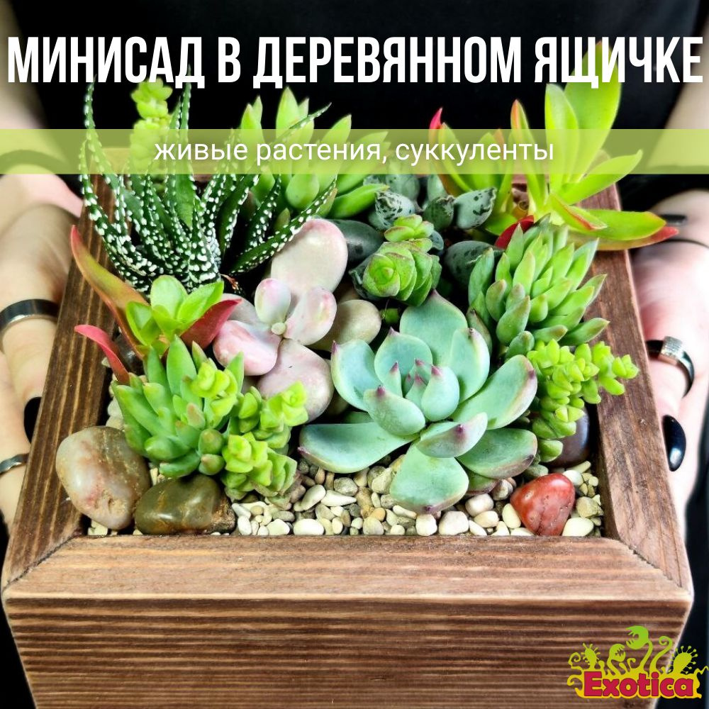 Минисад в деревянном ящичке д15 #1