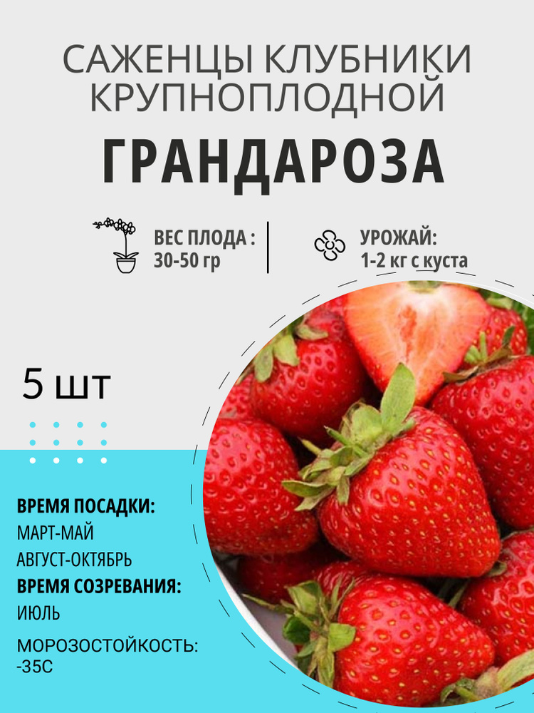 Саженцы ягодные, клубника Грандароза крупноплодная и ремонтантная, многолетние плодовые растения  #1