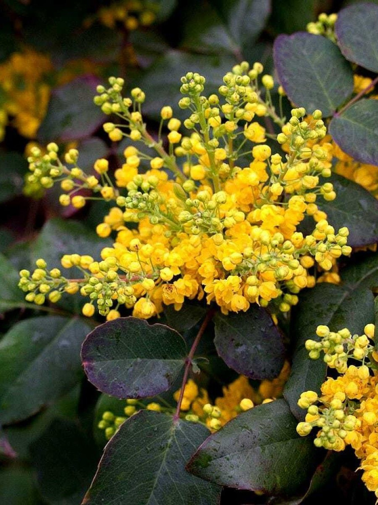 Семена Магония ползучая (Mahonia repens), 10 штук #1