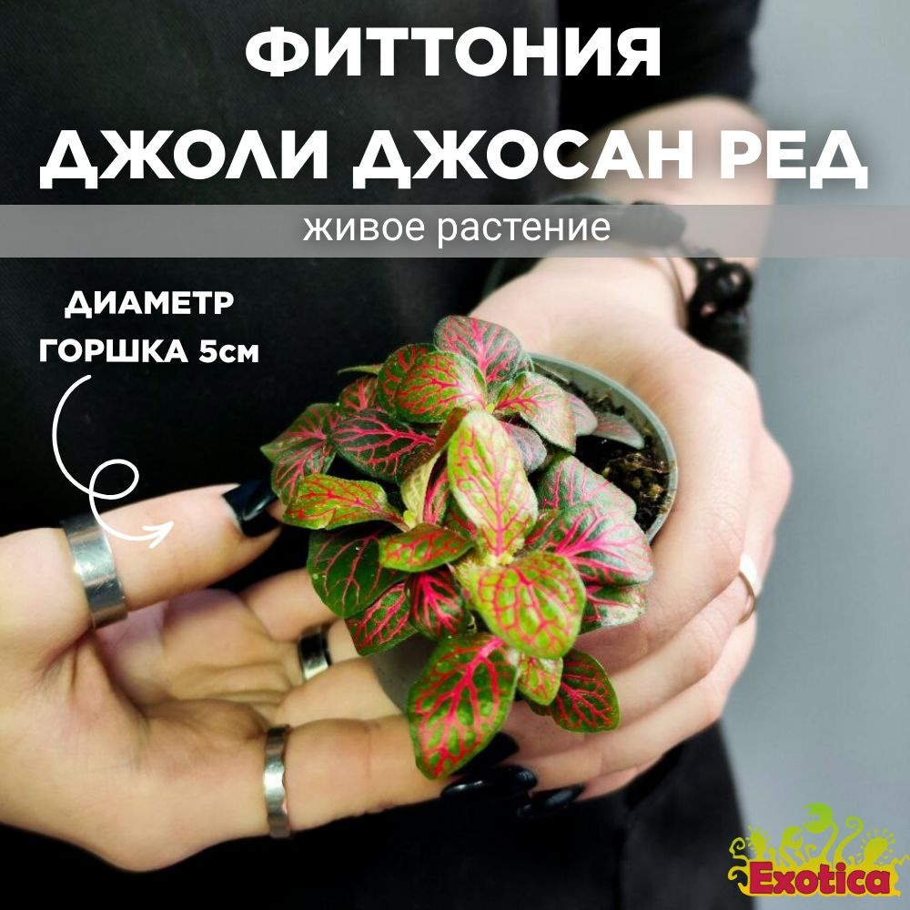 Фиттония Джоли Джосан Ред (Fittonia Joly Josan Red) D5см #1