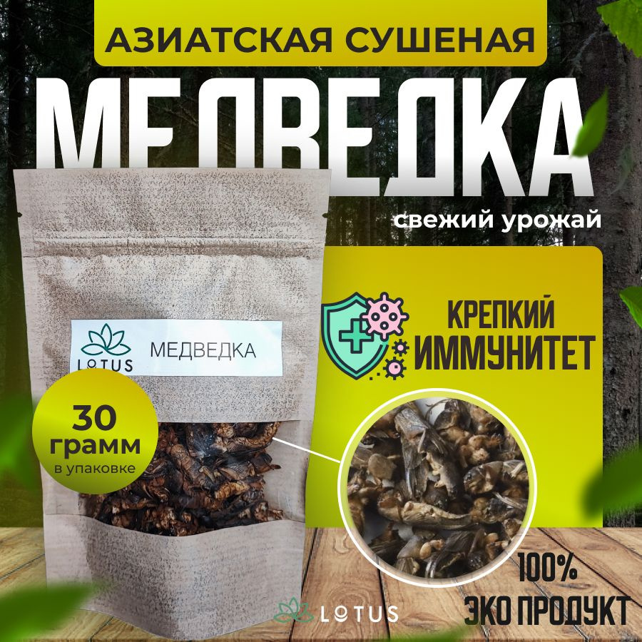 Медведка сушеная Азиатская 30гр. (100% natural) - купить с доставкой по  выгодным ценам в интернет-магазине OZON (1308293877)