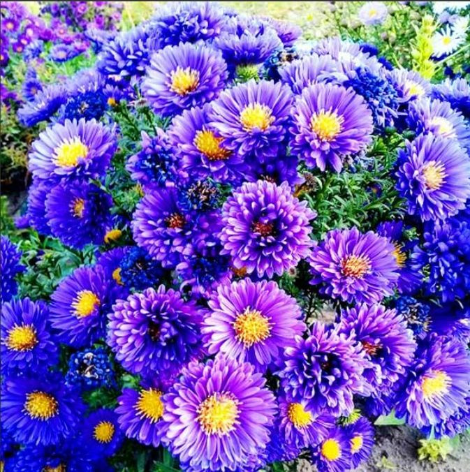 Астра многолетняя новобельгийская шарообразная Бенгале, саженец для ...