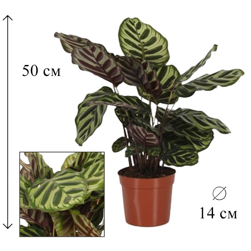 Калатея Макояна 14/50 см #1