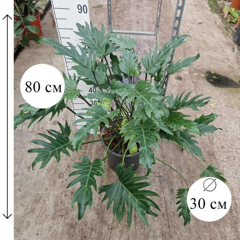 Филодендрон Ксанаду 30/80 см #1