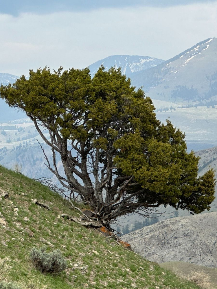 Семена Можжевельник Скальный (Juniperus scopulorum), 10 штук #1