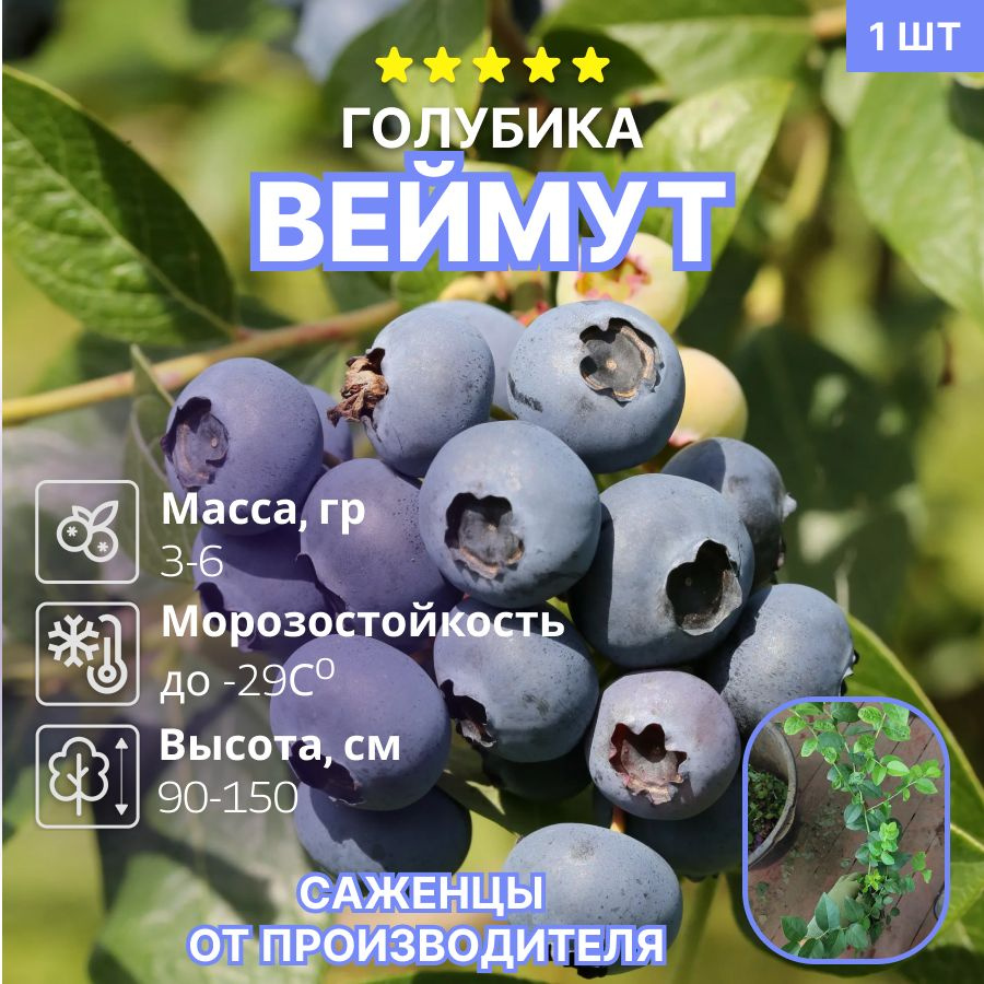 Голубика Веймут #1