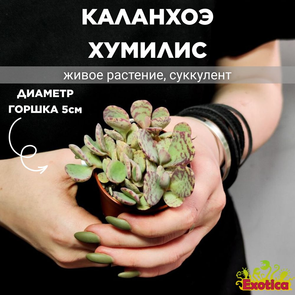 Каланхоэ Хумилис Груп (Kalanchoe Humilis Group) D5см #1