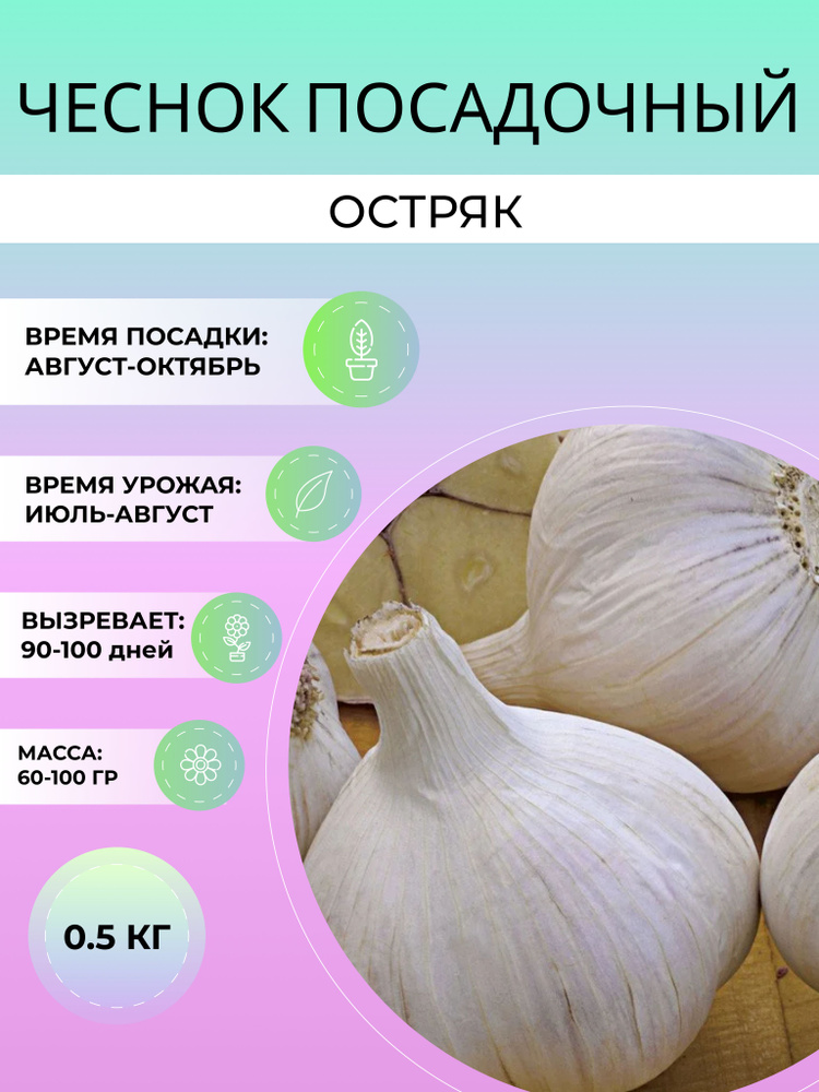 Чеснок Остряк посадочный озимый 0.5 кг #1