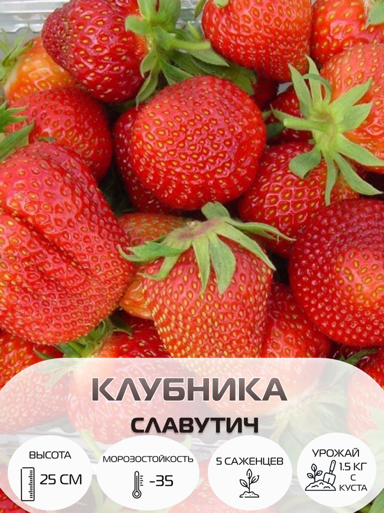 Клубника Славутич, саженцы многолетние ягодных кустарников, крупноплодные и ремонтантные сорта  #1