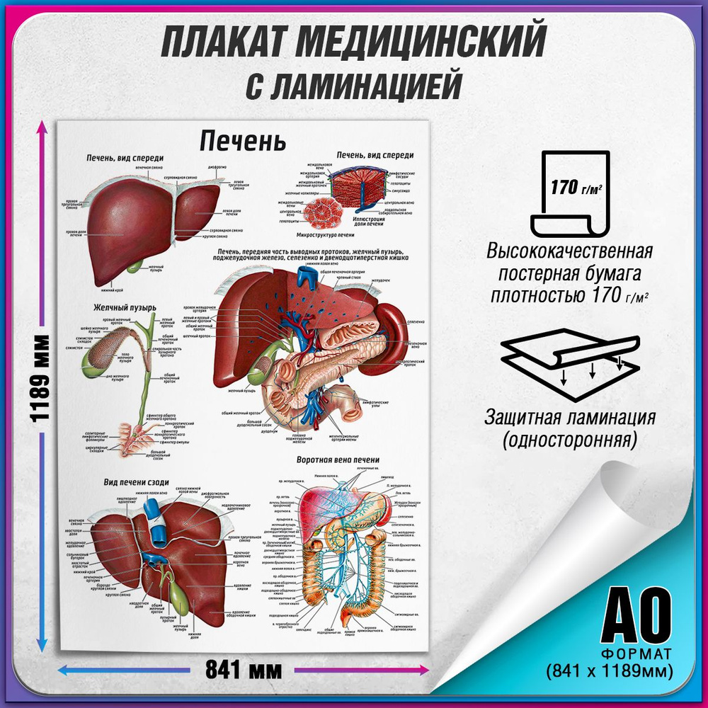 Информационный медицинский плакат "Печень" / ламинированный / А-0 (84x119 см.)  #1