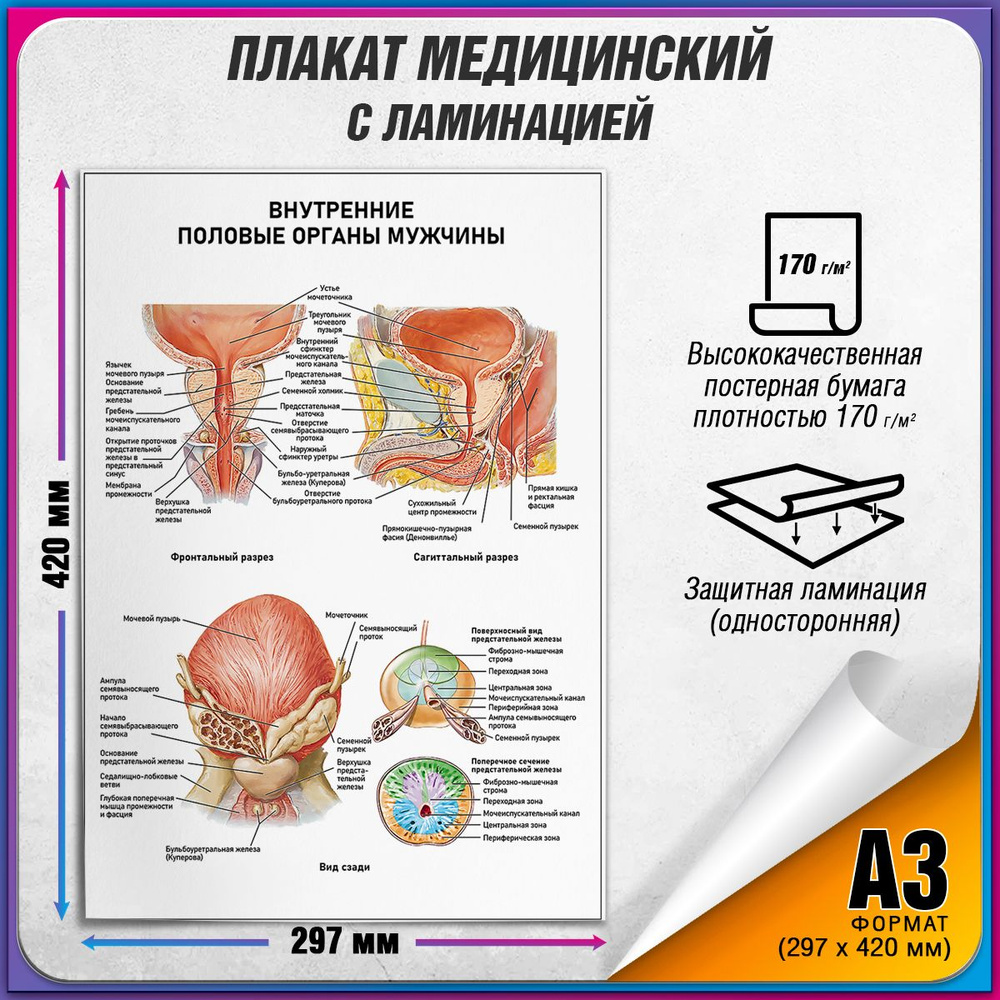 Информационный медицинский плакат "Внутренние половые органы у мужчины" / ламинированный / А-3 (30x42 #1