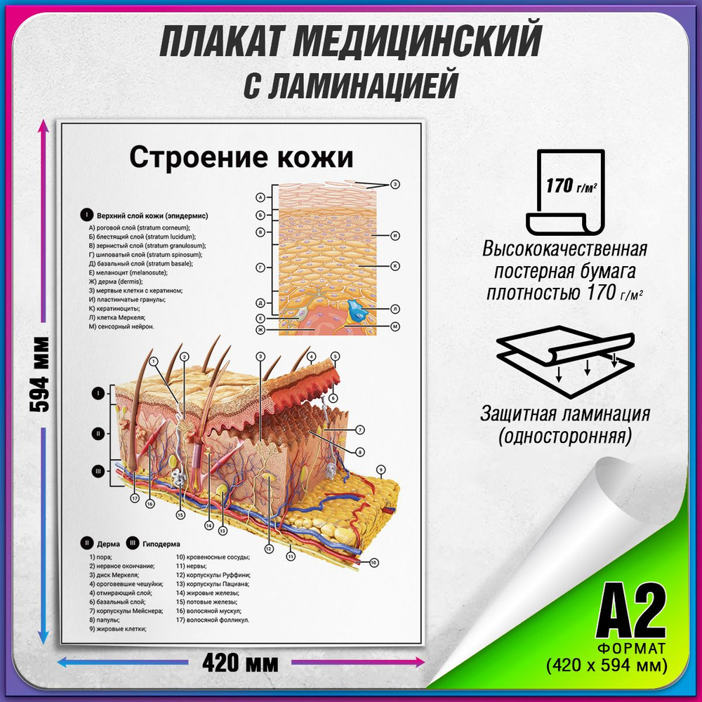 Информационный медицинский плакат "Строение кожи" / ламинированный / А-2 (42x60 см.)  #1