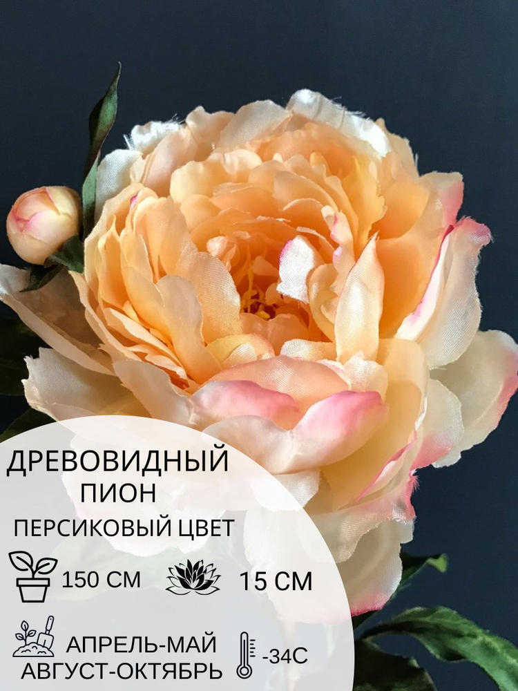 Корень пиона древовидный Персиковый Цвет, саженец многолетних цветов  #1