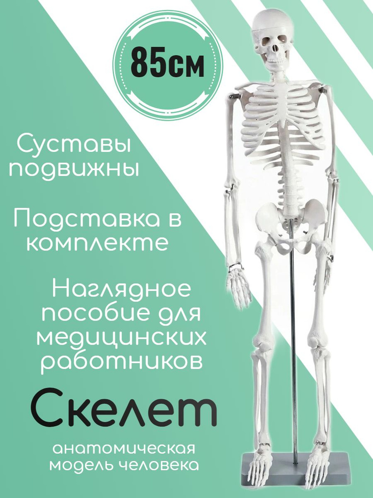 Модель анатомическая #1