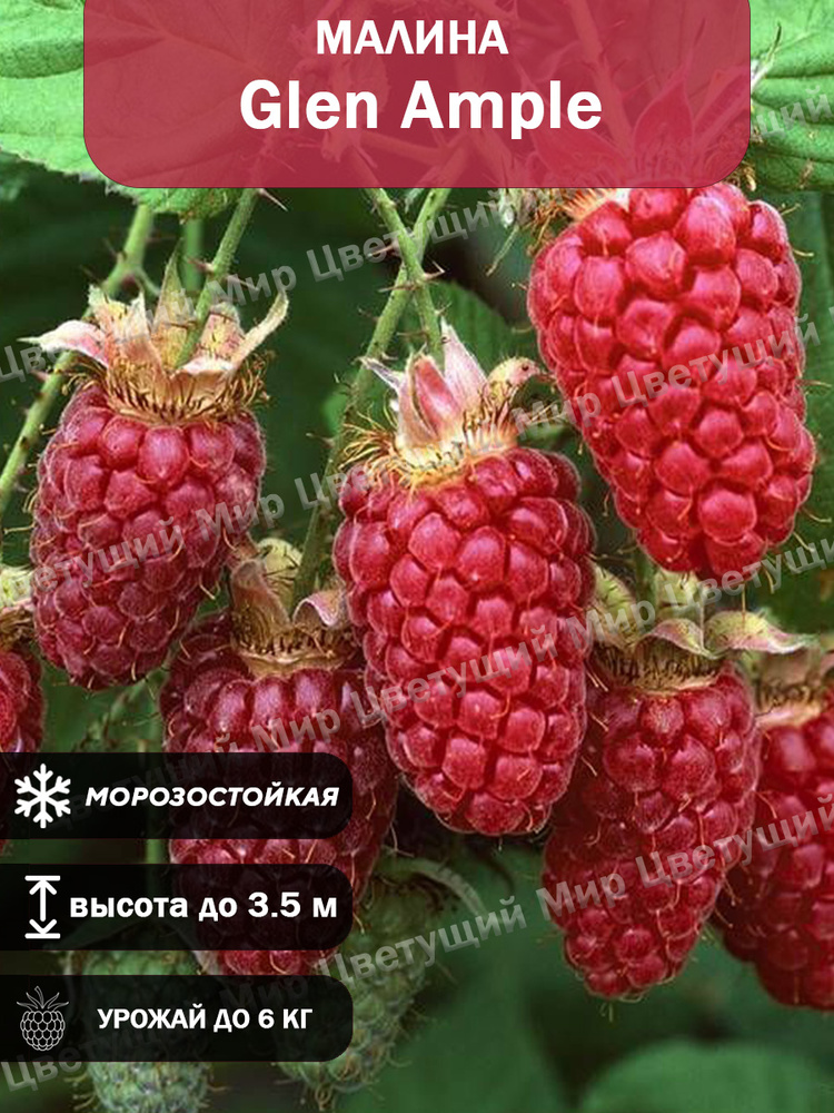 Малина красная 2 шт Глен Ампл саженец #1