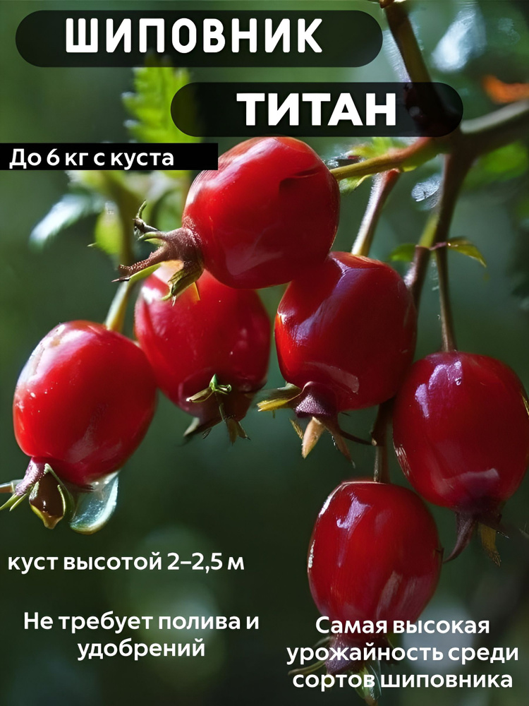 Шиповник Титан саженец #1