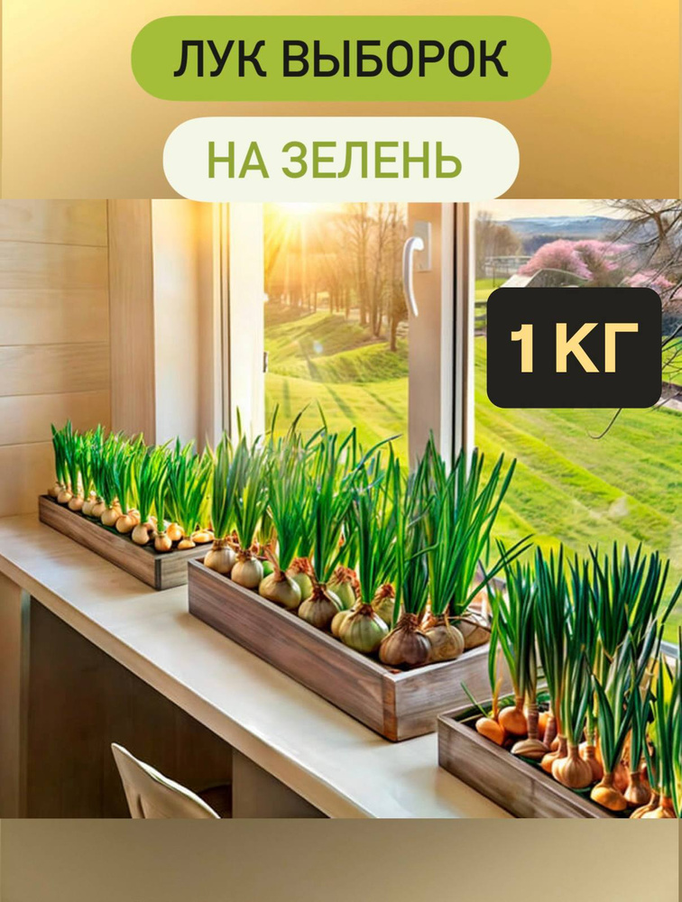 Лук севок #1