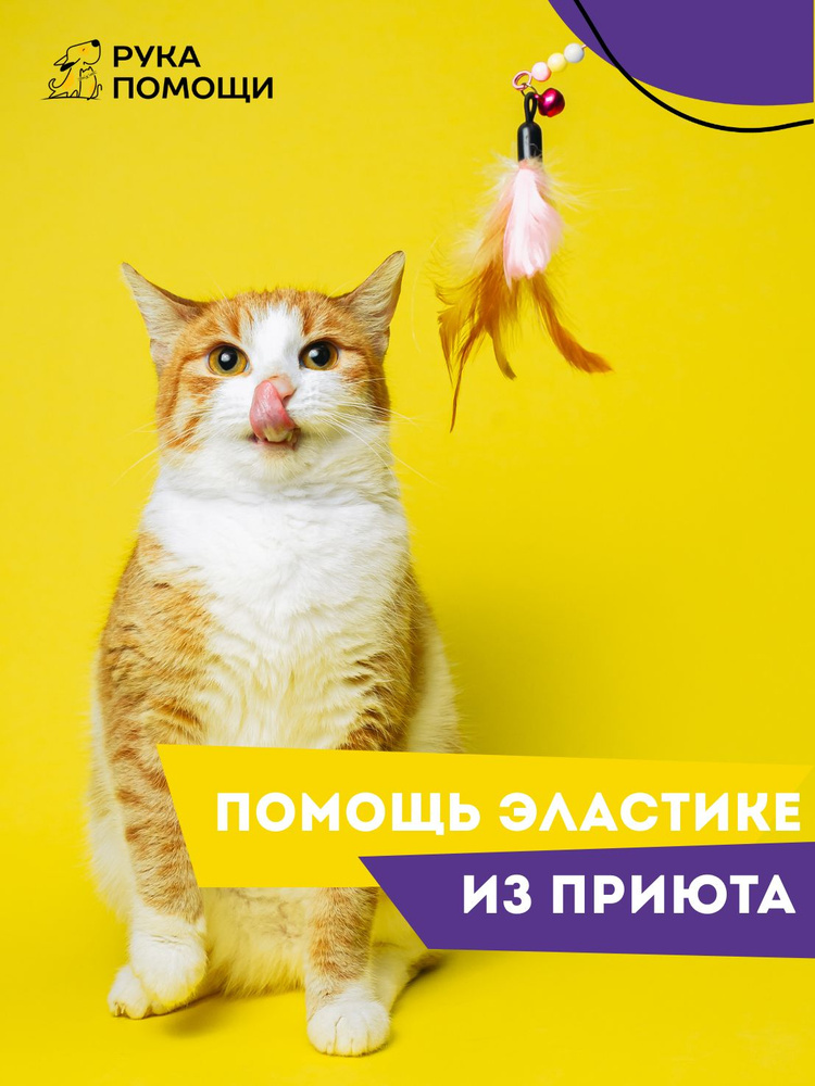 Помочь Эластике найти дом #1