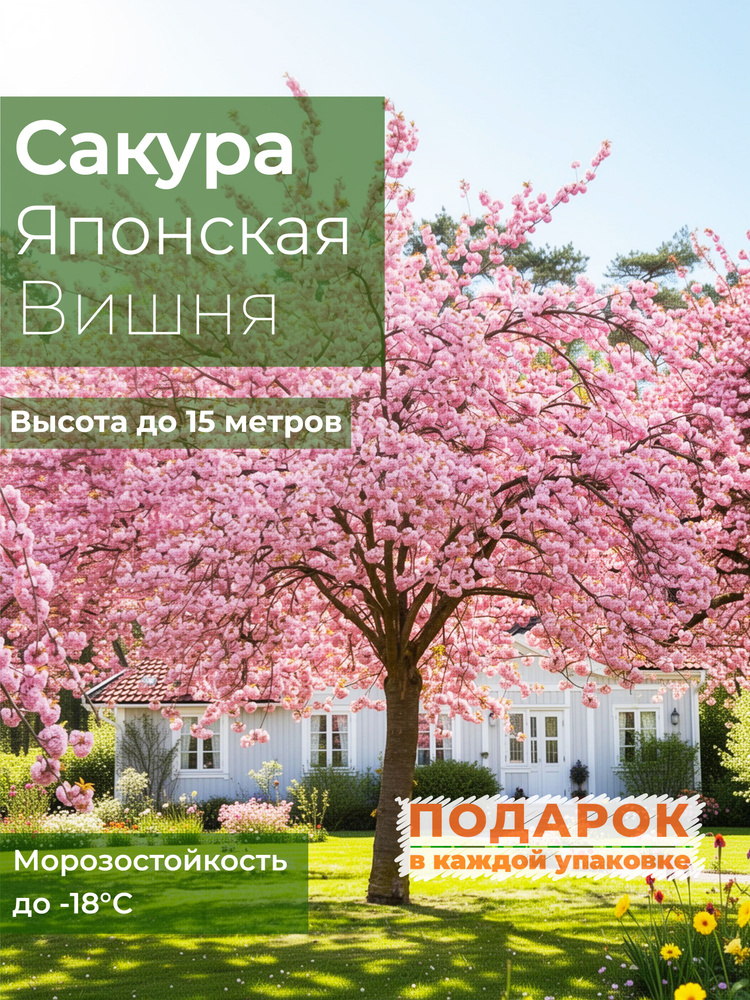 Семена Сакура Японская Вишня, 5 шт #1