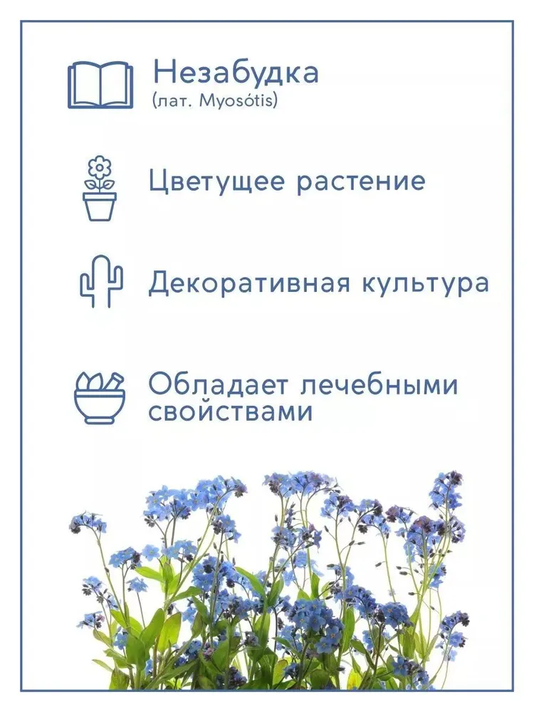 Незабудка Набор для выращивания растений, вариант, фото 4