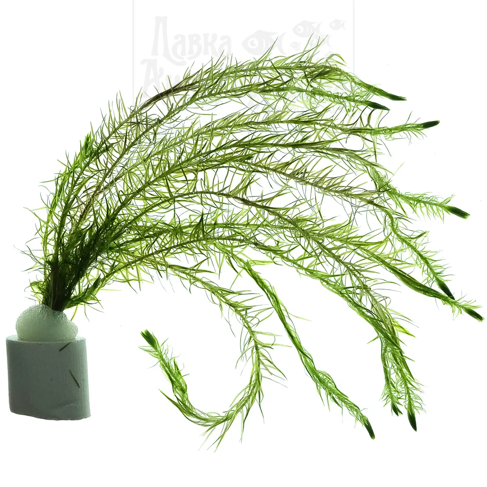 Картинка с форума