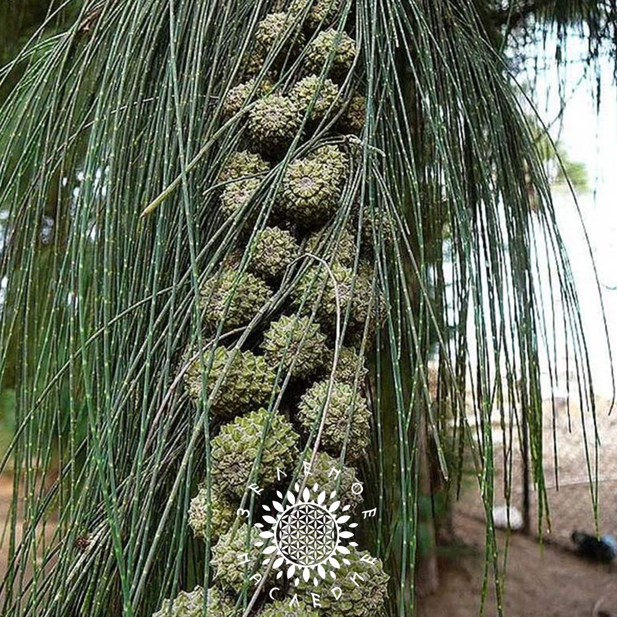 Русселияхвощевидная