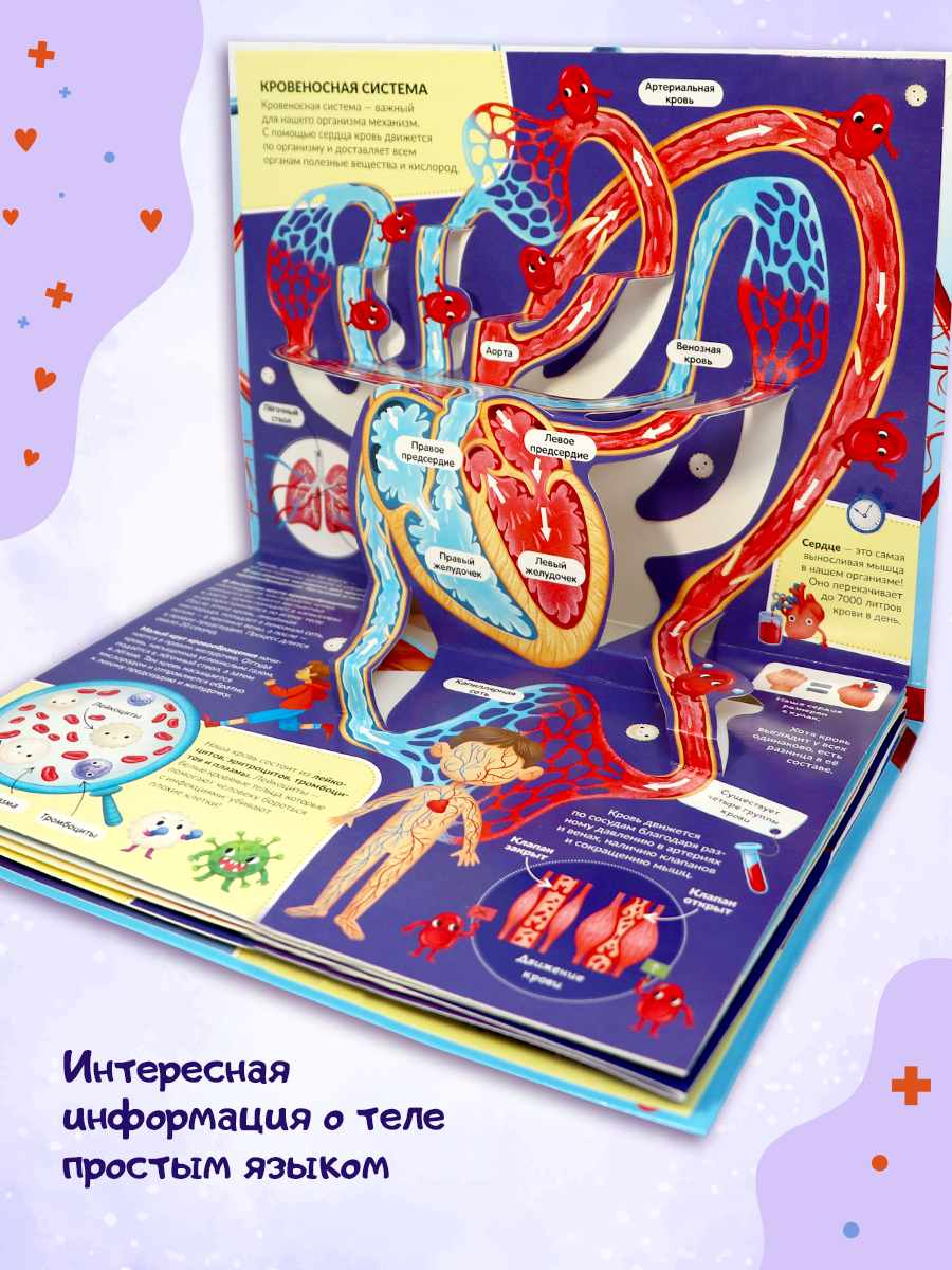 POP UP энциклопедия. Анатомия. Книжка-панорамка с объёмными элементами | POP UP Encyclopedia: Anatomy - Ozon image 1
