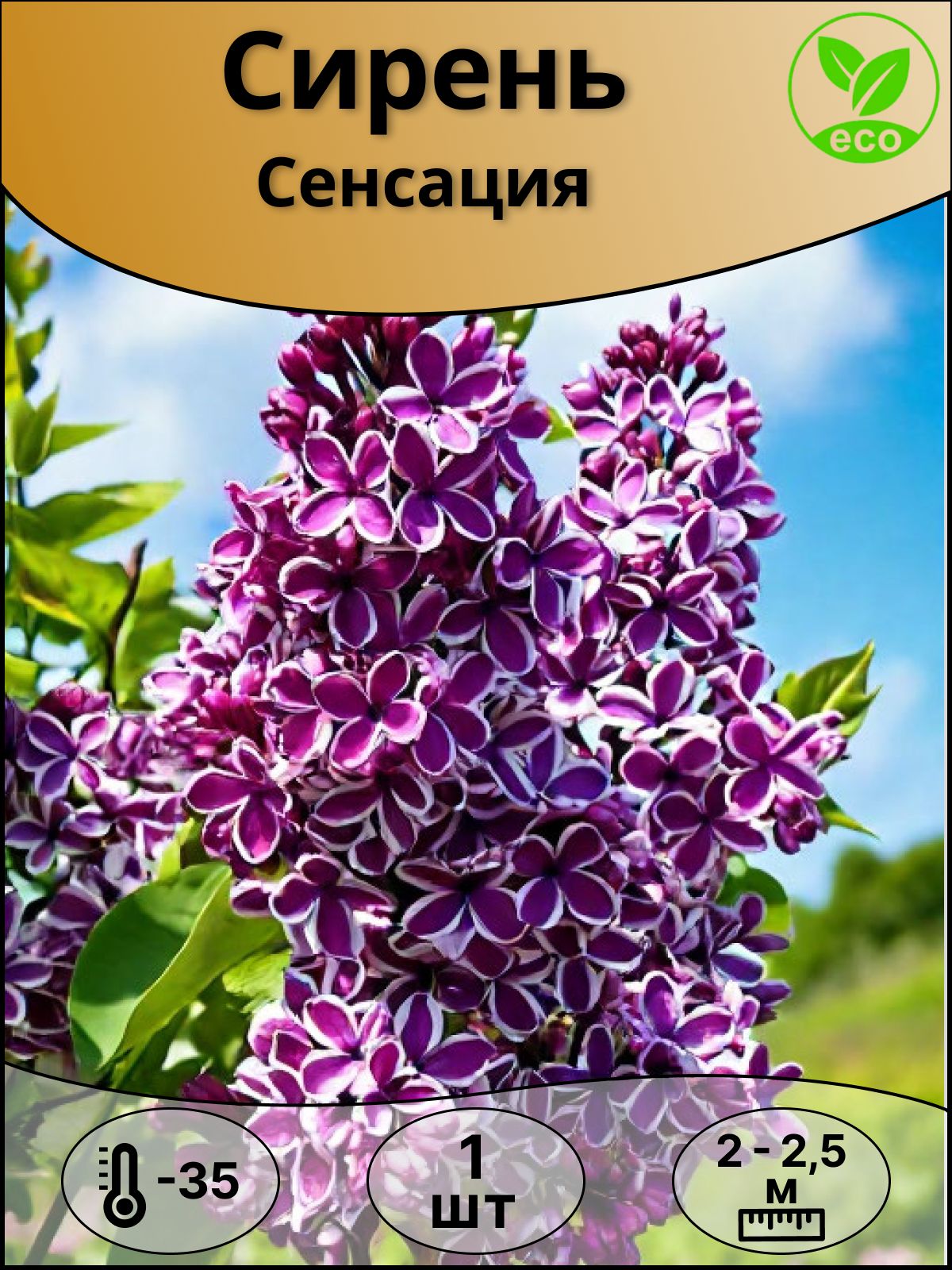 СиреньСенсациясаженец1шт.