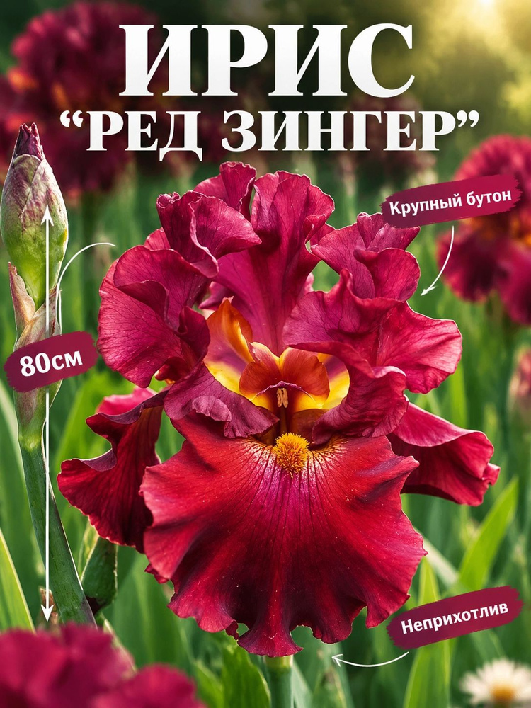 Ирис "Ред Зингер" #1