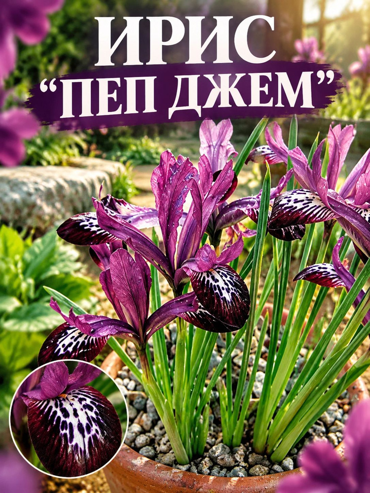Ирис "ПЕП ДЖЕМ" #1