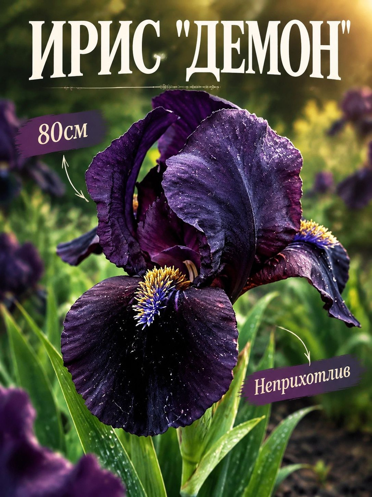 Ирис "ДЕМОН" #1