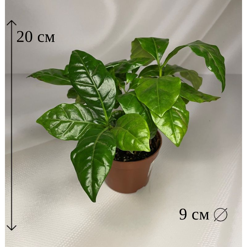 Кофе Арабика 9/20, 9 дм - купить по выгодной цене в интернет-магазине ...