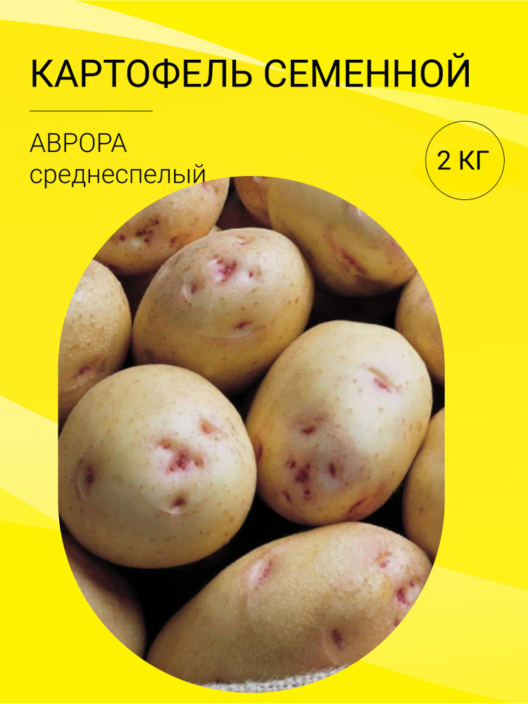 Клубни Картофель купить по выгодной цене в интернет-магазине OZON ...