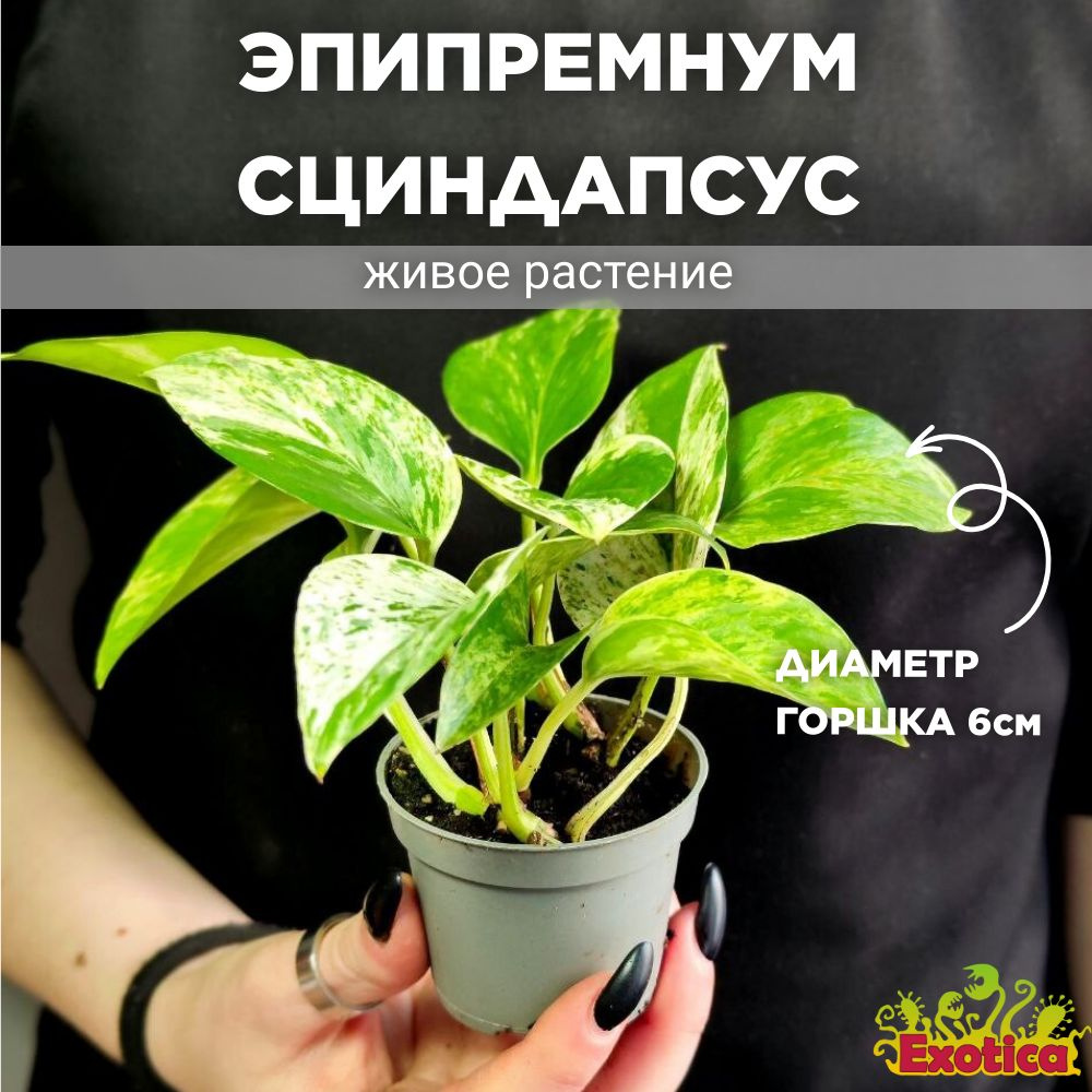 Эпипремнум Exotica Epipremnum Pinnatum Marble Queen, 6 дм, 01279 шт -  купить по выгодной цене в интернет-магазине OZON (952351752)