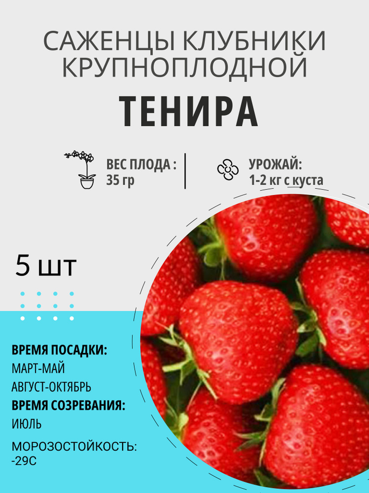 Саженцы ягодные, клубника Тенира крупноплодная и ремонтантная, многолетние плодовые растения  #1