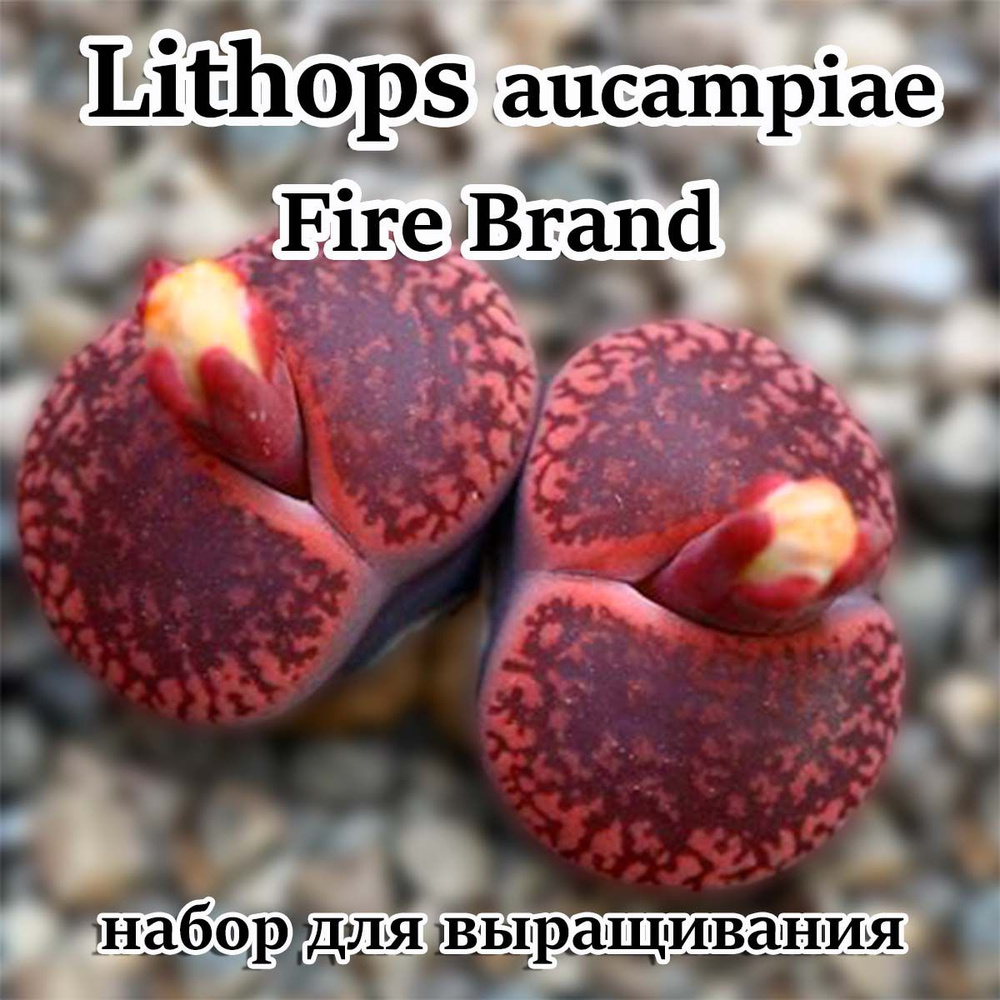 Литопсы Lithops aucampiae - Fire Brand (живые камни, суккуленты) набор для выращивания (семена, грунт, #1