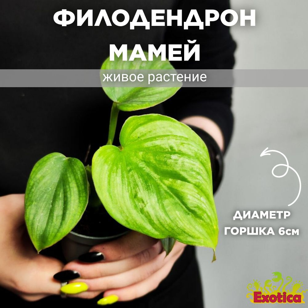 Филодендрон Мамей (Philodendron Mamei) D6см #1