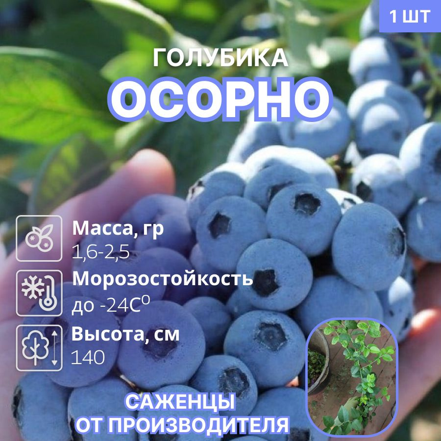 Голубика Осорно #1