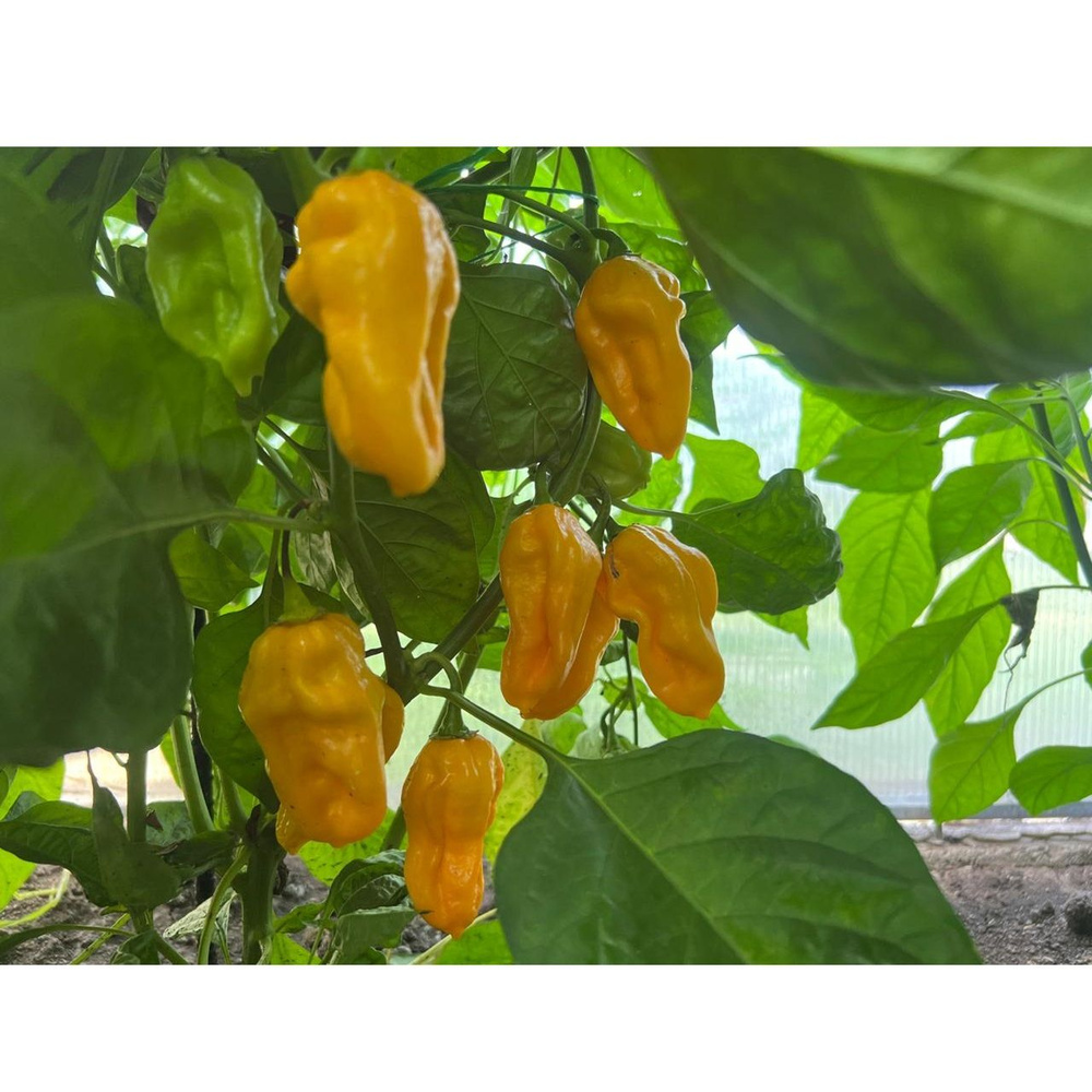 Семена Острый перец Trinidad Scorpion Orange(Тринидадский Скорпион оранжевый), 5 семян + подарок  #1