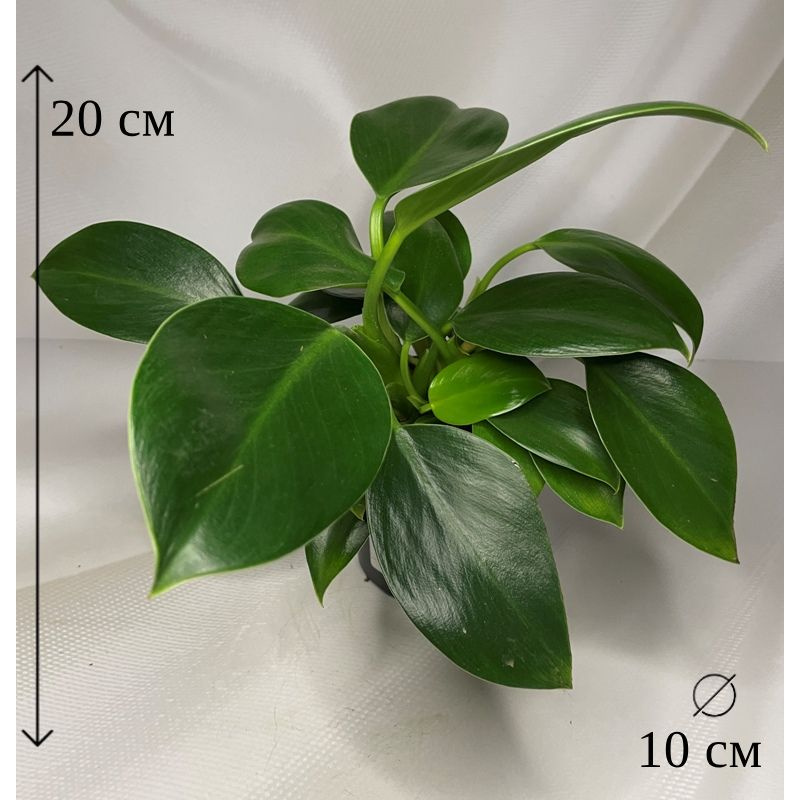 Филодендрон Грин Принцесс 10/20 см #1