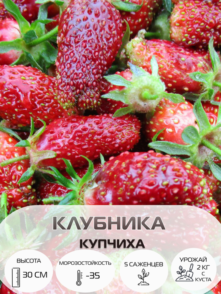 Клубника Купчиха, саженцы многолетние ягодных кустарников, крупноплодные и ремонтантные сорта  #1